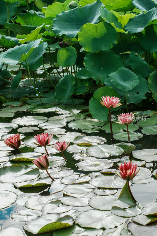 北京国家植物园睡莲