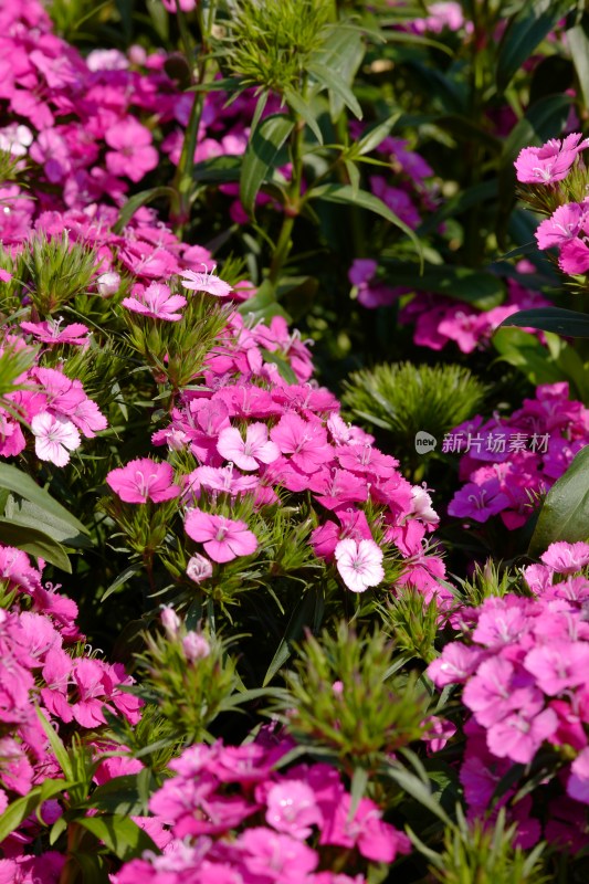 厦门园博苑郁金香花展上的须苞石竹