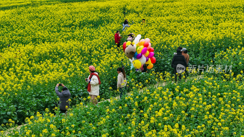 航拍油菜花盛开  美丽乡村