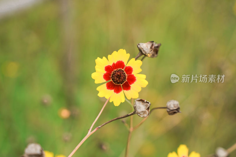 菊花金鸡菊花瓣特写