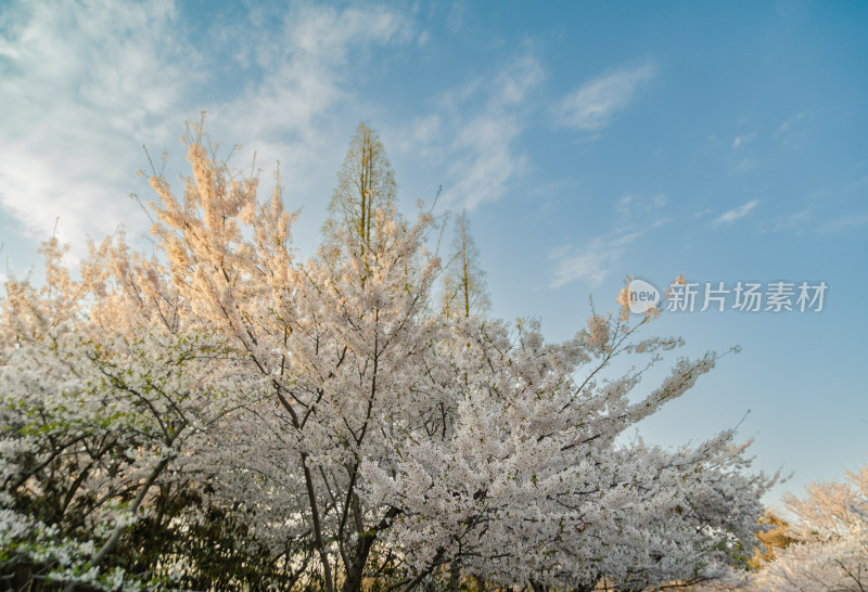 青岛中山公园盛开的樱花盛开