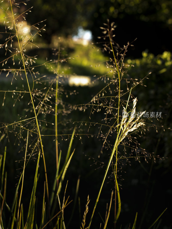 光影小草特写