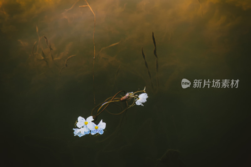 洱海水性杨花