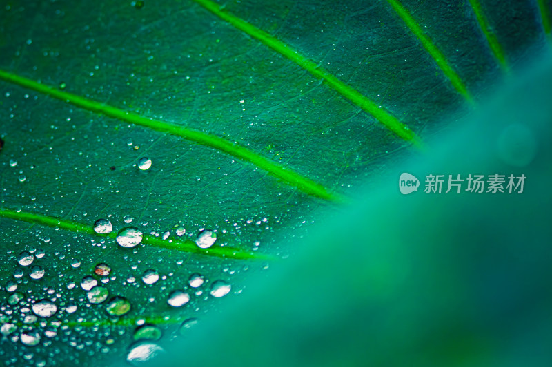 雨后荷叶上的露水珠