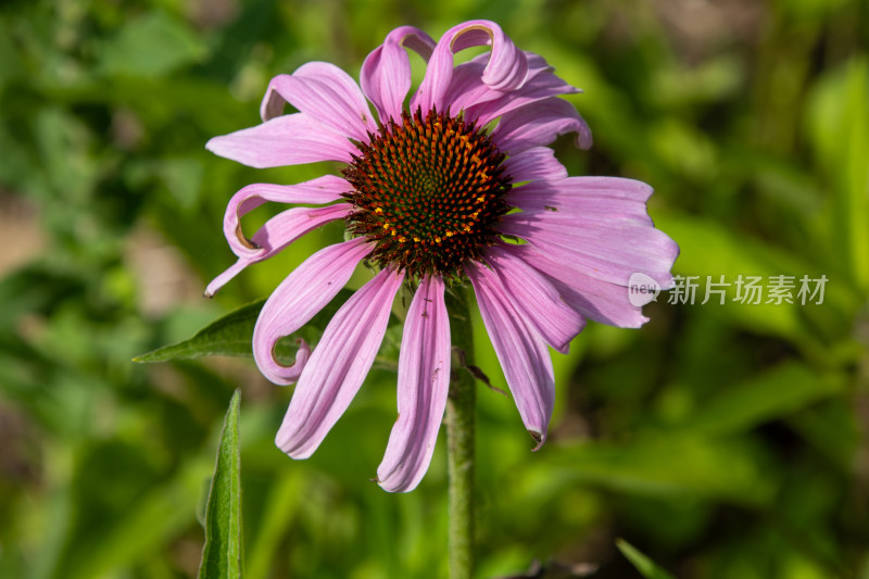 紫色松果菊鲜花特写