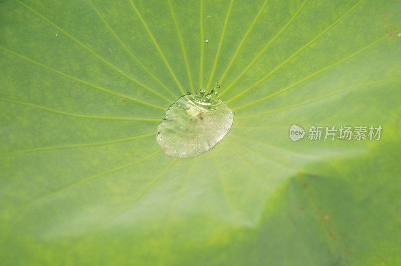 荷叶上的露水