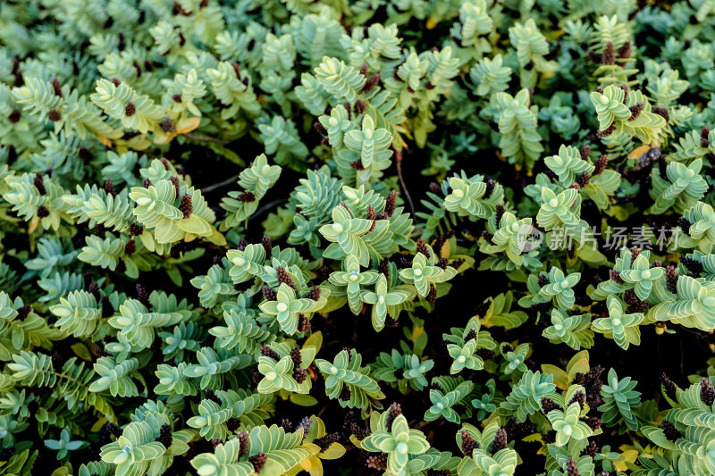 绿色植物特写素材
