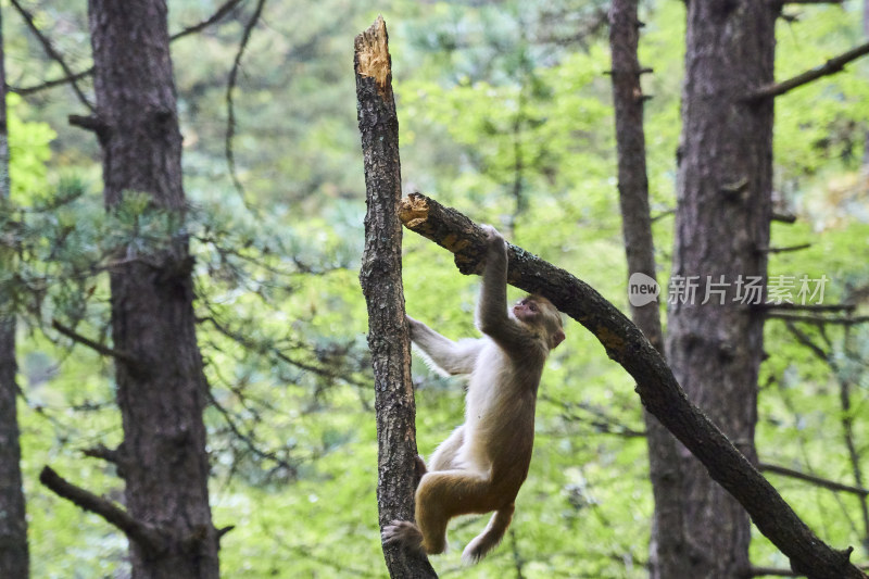 山西沁源猕猴