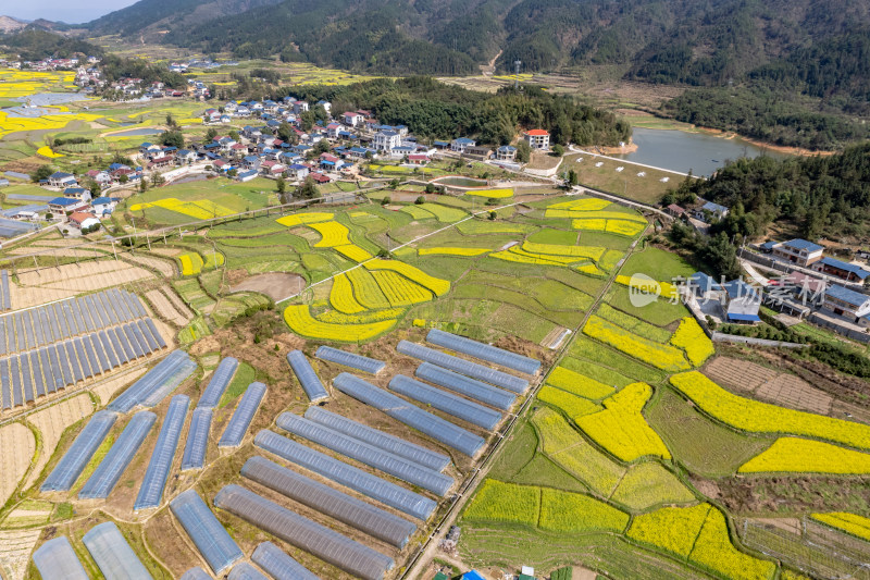 农业种植农田油菜花航拍图