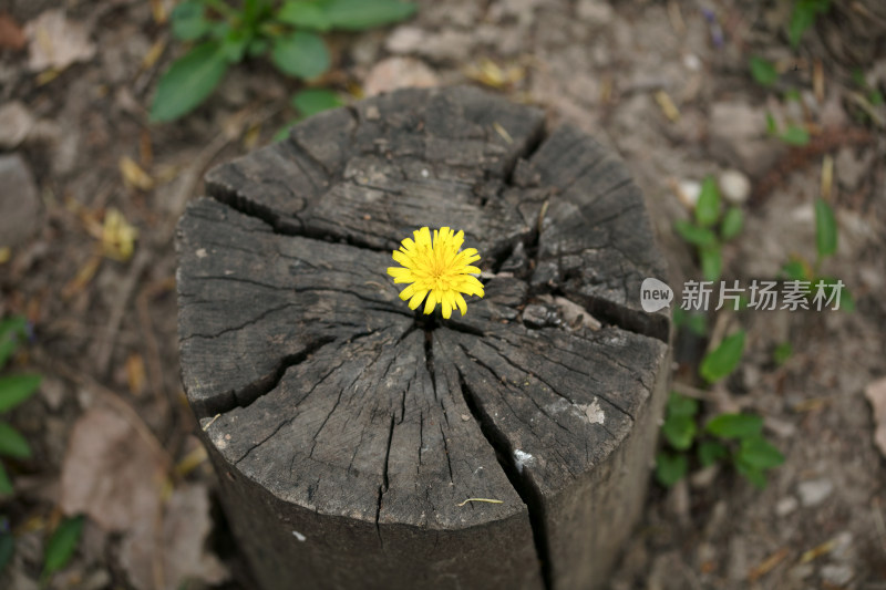 枯树桩上再生黄色的小花