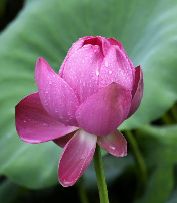 山东枣庄城市公园雨中的荷花