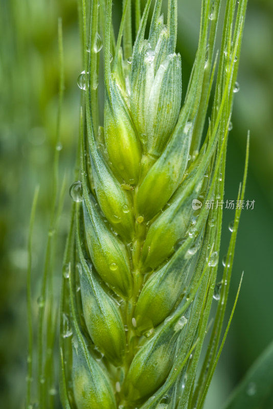 小麦开花麦穗麦子粮食丰收希望谷雨小满