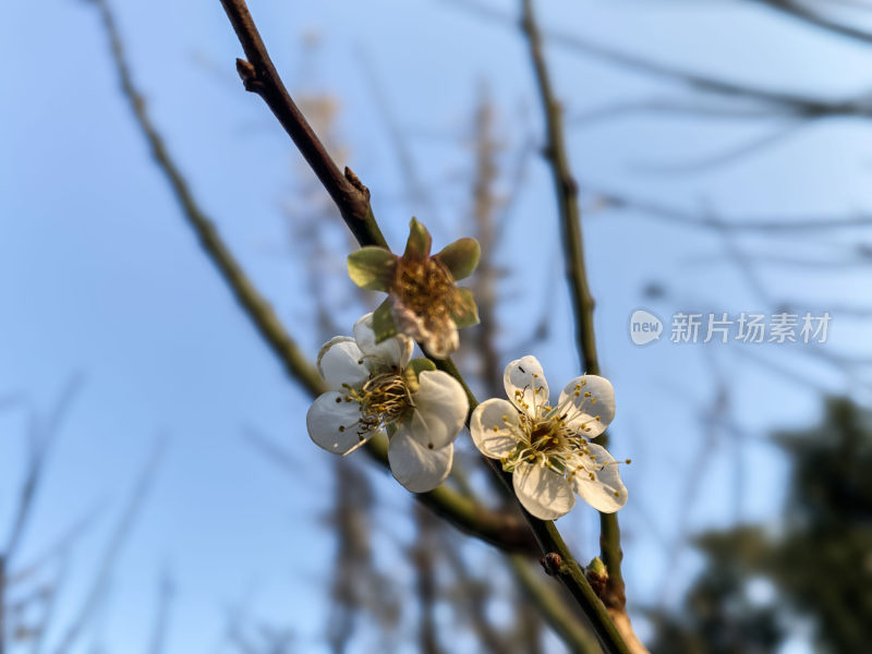 冬日暖阳下绽放的梅花特写