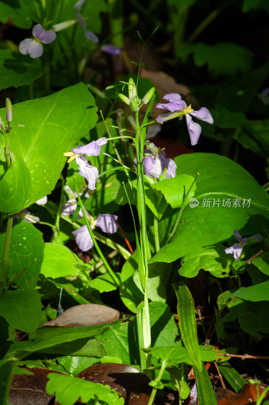 小小的野花