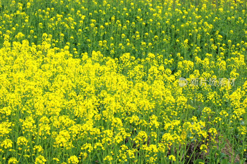春天金黄的油菜花
