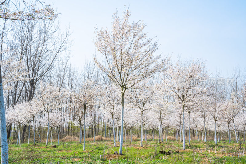 航拍樱花染井吉野园林种植树苗