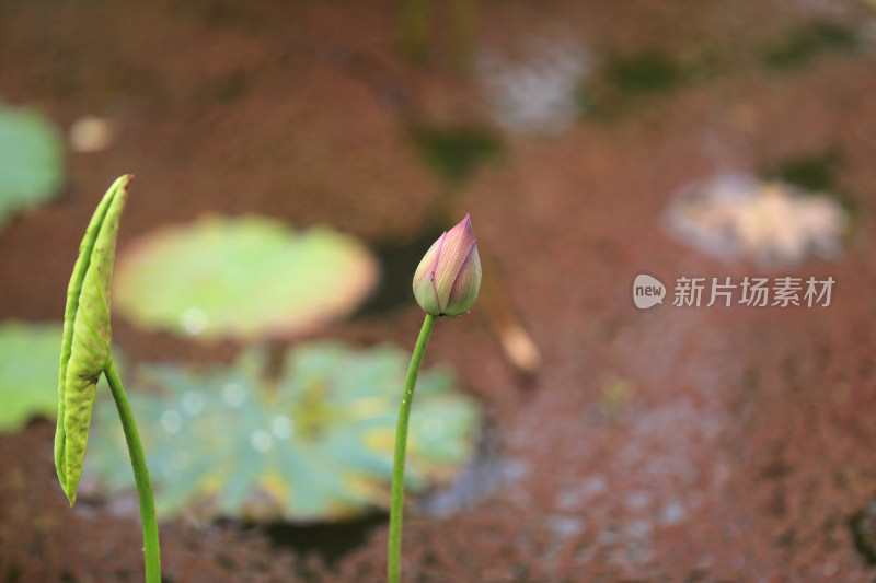 粉嫩莲花盛放