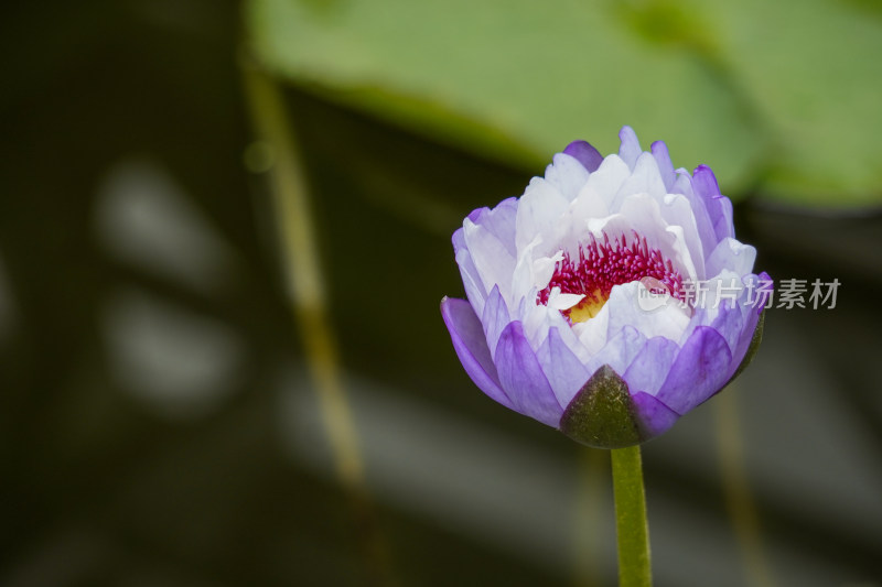 紫色荷花莲花睡莲