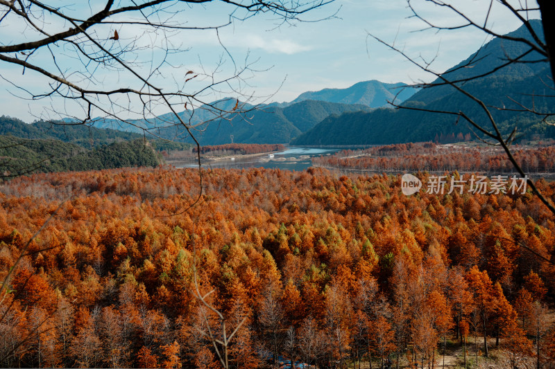 山林间色彩斑斓的红杉林秋景