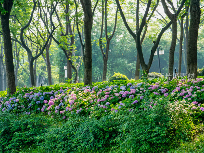 无尽夏绣球盛开花球