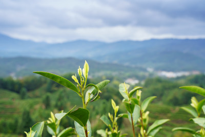 茶园茶山