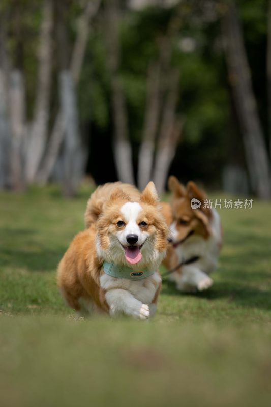 草地上奔跑的两只柯基犬