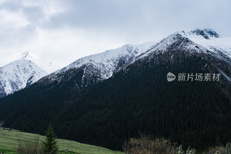 新疆伊犁夏塔雪山森林草原绝美风光