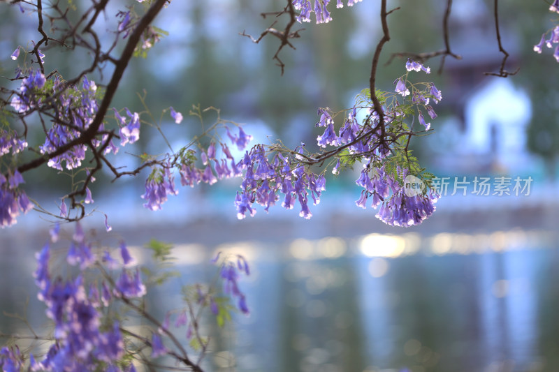 蓝花楹盛开