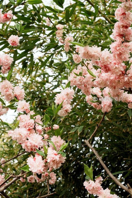 北京莲花池公园桃花