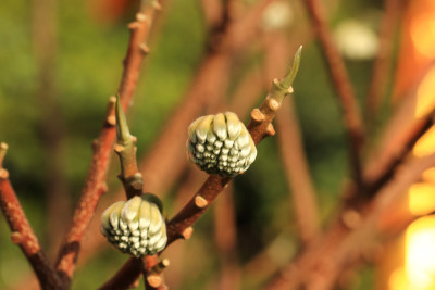 结香花花蕾实拍素材