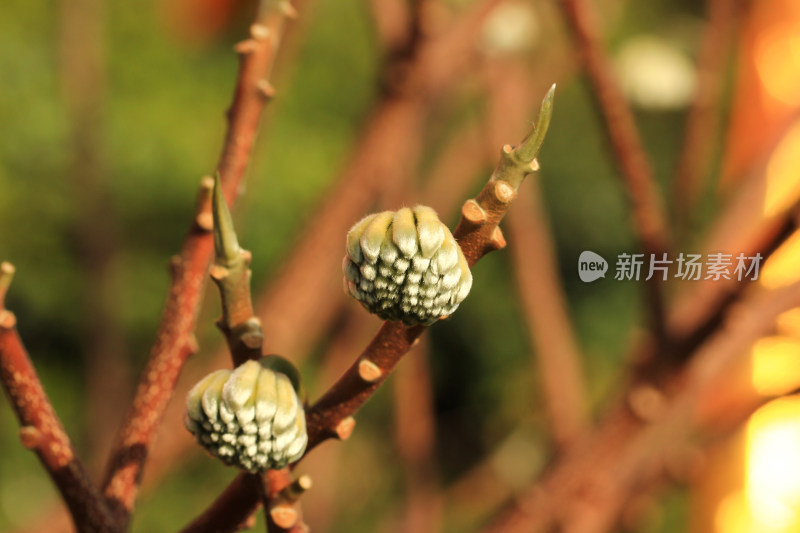 结香花花蕾实拍素材