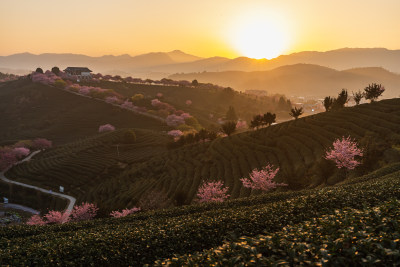 龙岩永福台品樱花茶园