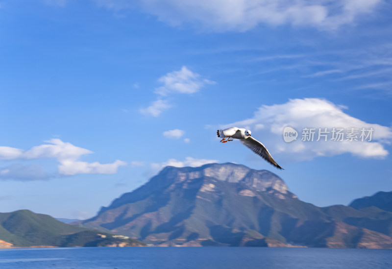 云南丽江泸沽湖山湖风光与海鸥水鸟野生动物