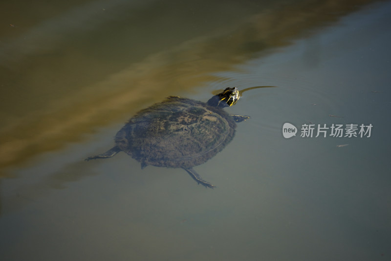 水面上的乌龟