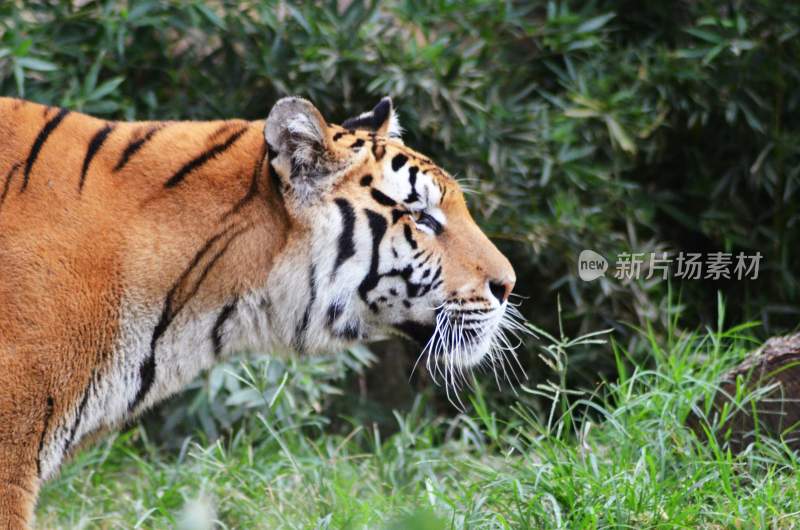 野生动物老虎食肉动物狩猎者