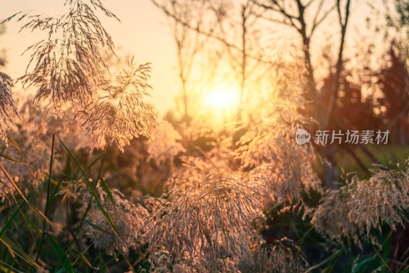 秋天夕阳下温榆河公园的芦苇
