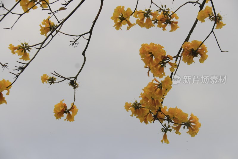 黄花风铃木 