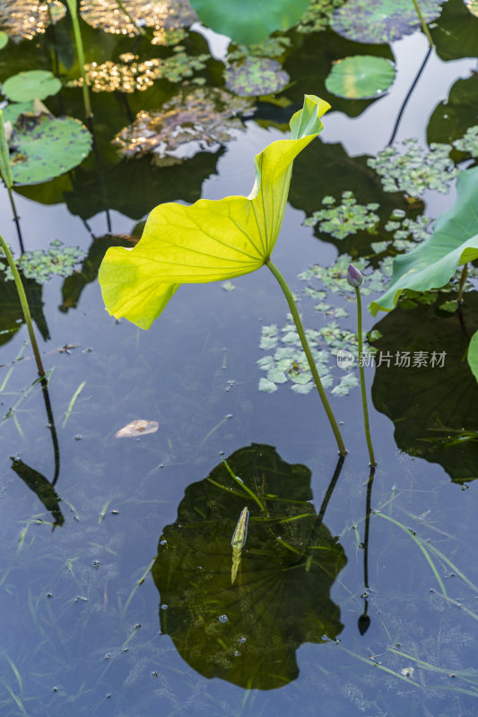 杭州西湖风景区曲院风风景