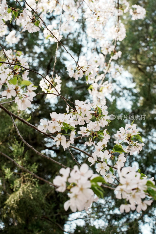 北京玉渊潭公园樱花节樱花