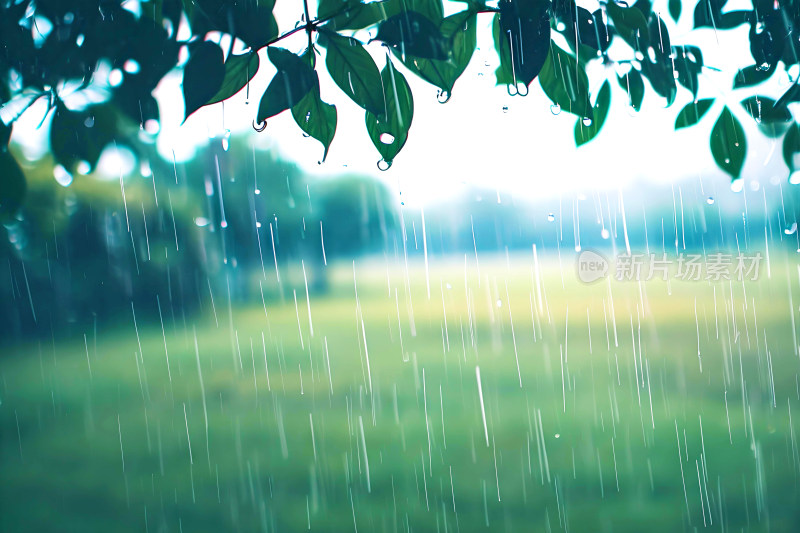 自然风景植物背景雨水