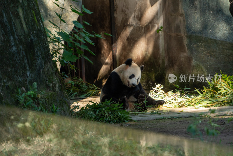 重庆动物园大熊猫