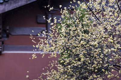 杭州 古风 下雨天 屋檐 梅花 腊梅