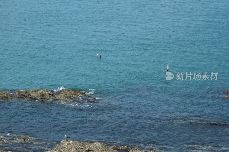 大海之上海鸥飞翔