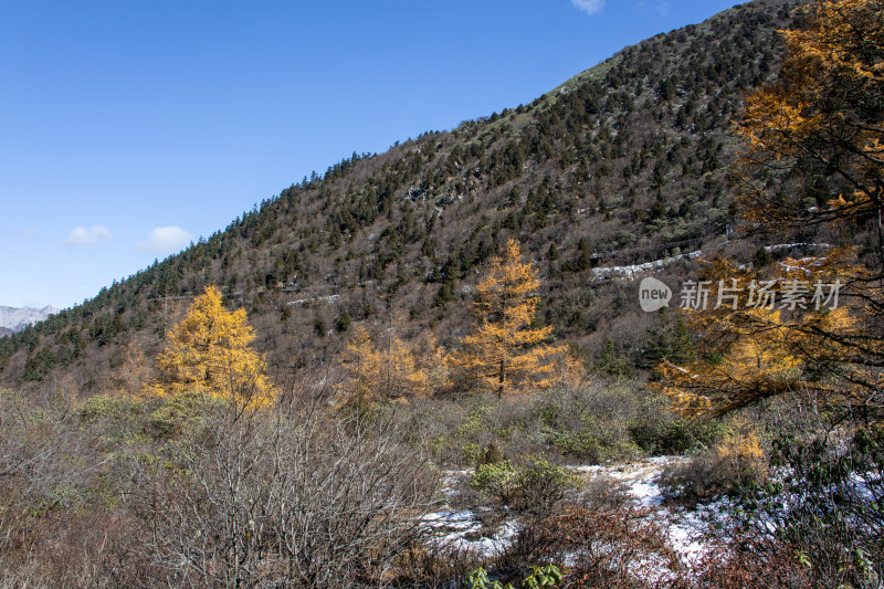 秋日山间金黄的落叶松红杉树