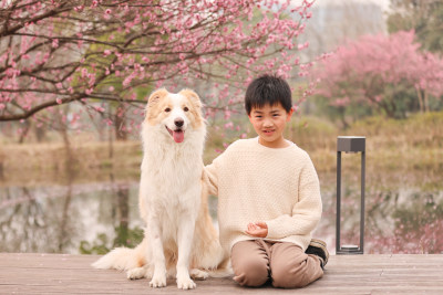 小男孩与边境牧羊犬在梅花树下互动的场景