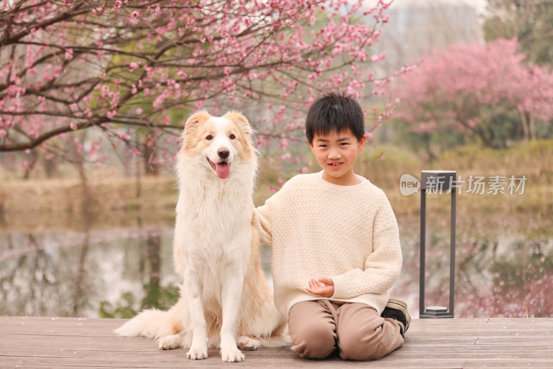 小男孩与边境牧羊犬在梅花树下互动的场景