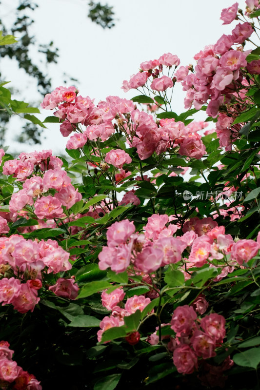 北京国家植物园蔷薇