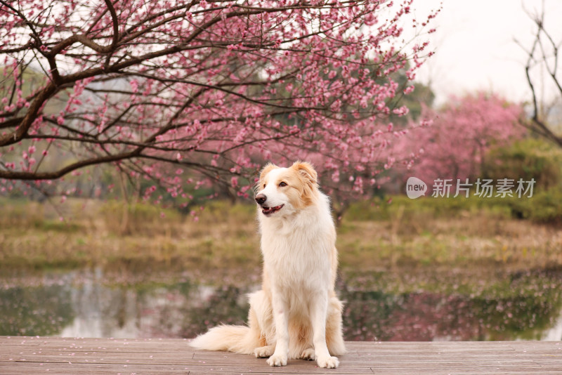 坐在梅花树下的边境牧羊犬