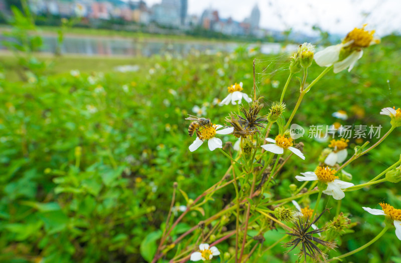 蜜蜂在花上授粉的特写镜头