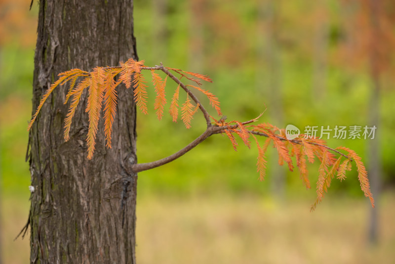 户外杉树枝条特写呈现秋日景象